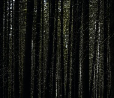 Ladin ormanındaki uzun köknar ağaçlarının arka planı