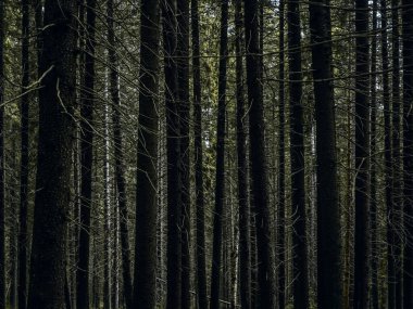 Ladin ormanındaki uzun köknar ağaçlarının arka planı