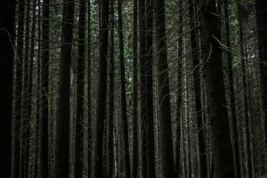 Ladin ormanındaki uzun köknar ağaçlarının arka planı