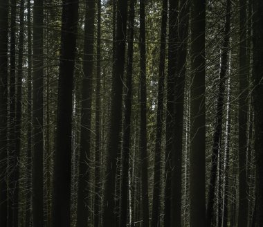 Ladin ormanındaki uzun köknar ağaçlarının arka planı