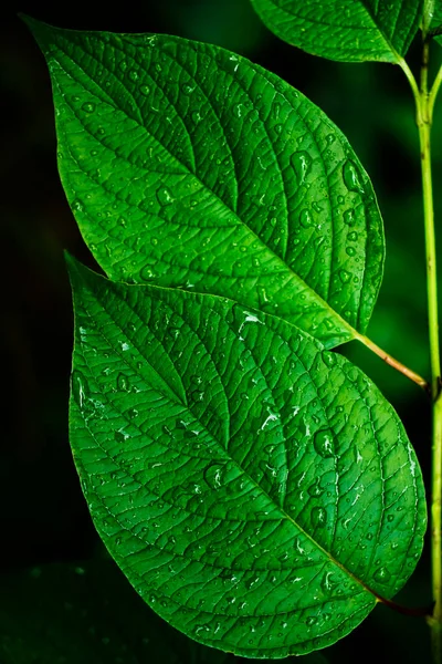 Gotitas Agua Sobre Fondo Las Hojas Verdes Dos Hojas Verdes —  Fotos de Stock