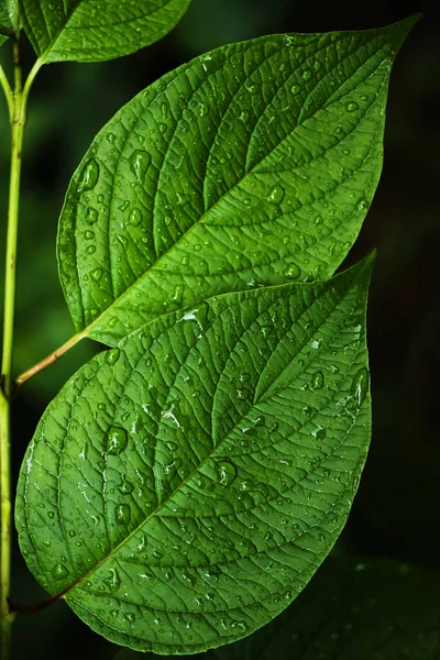 Gotitas Agua Sobre Fondo Las Hojas Verdes Dos Hojas Verdes —  Fotos de Stock