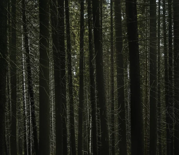 Hintergrund Hoher Tannen Einem Fichtenwald — Stockfoto