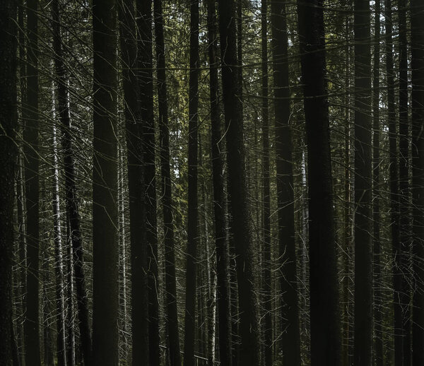 Background of tall fir trees in a spruce forest