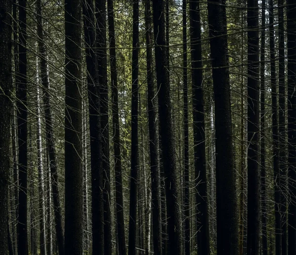 Fundo Árvores Abeto Altas Uma Floresta Abeto — Fotografia de Stock