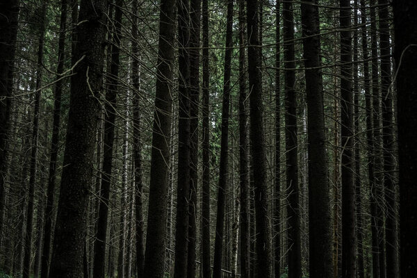 Background of tall fir trees in a spruce forest