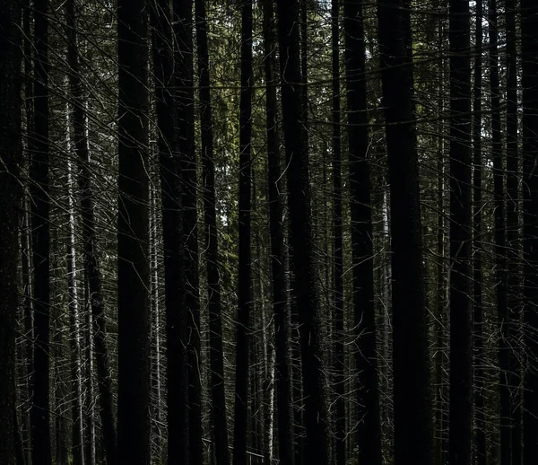 Arrière Plan Grands Sapins Dans Une Forêt Épinettes — Photo