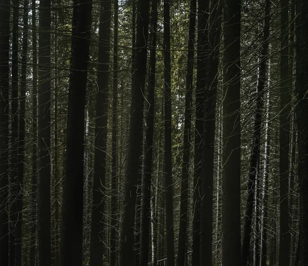 Arrière Plan Grands Sapins Dans Une Forêt Épinettes — Photo