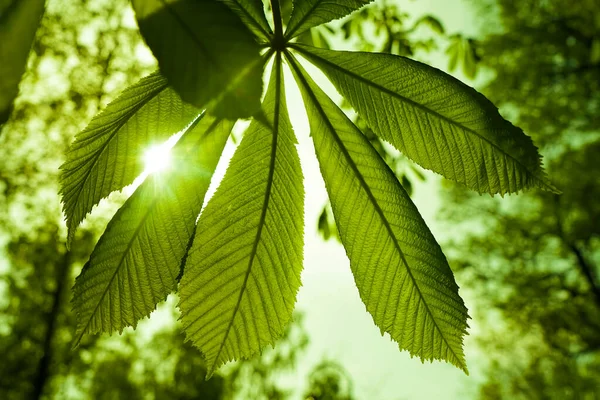 Hojas Iluminadas Por Los Brillantes Rayos Del Sol Alegre Humor —  Fotos de Stock