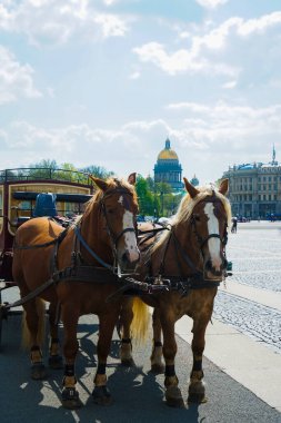 Kış Sarayı Meydanı 'nda vagon. Aziz Isaac Katedrali. Saint-Petersburg 'daki Palace Meydanı' nda turistleri bekleyen at arabası.