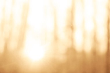 Bulanık fotoğraf. Autumn Park 'ta. Orman güneşle aydınlanıyor. Odaklanmamış fotoğraf