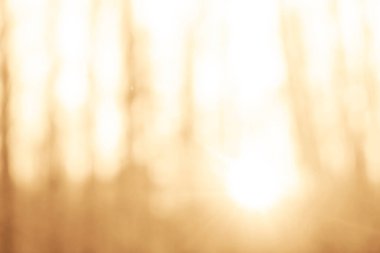 Bulanık fotoğraf. Autumn Park 'ta. Orman güneşle aydınlanıyor. Odaklanmamış fotoğraf