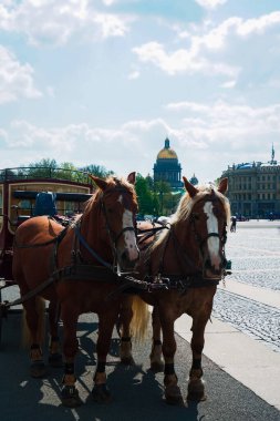 Kış Sarayı Meydanı 'nda vagon. Aziz Isaac Katedrali. Saint-Petersburg 'daki Palace Meydanı' nda turistleri bekleyen at arabası.