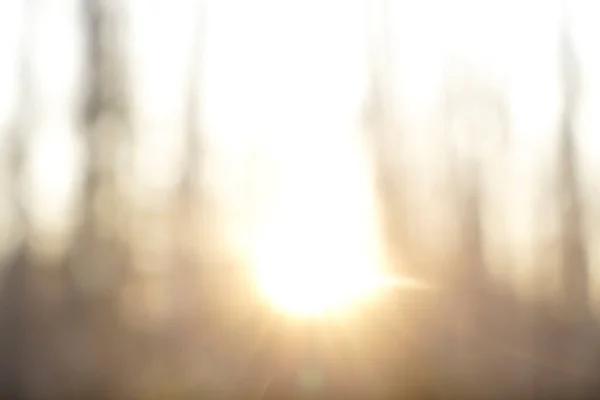 Zamazane Zdjęcie Jesienny Park Las Oświetlony Słońcem Zdjęcie Pozbawione Ostrości — Zdjęcie stockowe