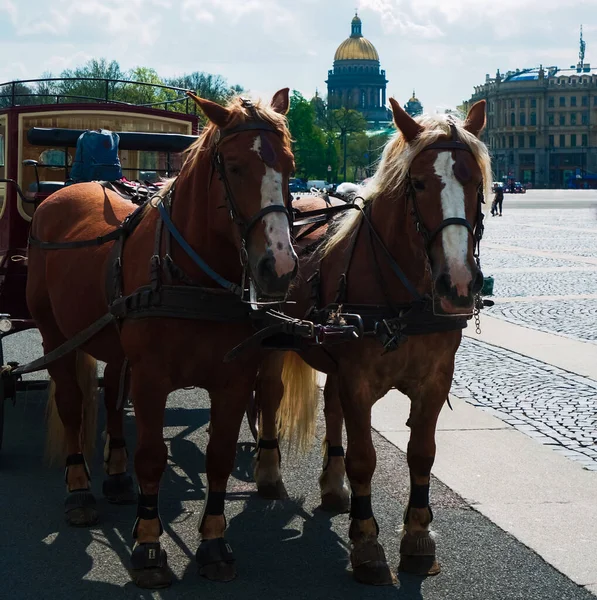 在冬宫广场的马车 圣以撒大教堂在圣彼得堡皇宫广场等游客的马车 — 图库照片