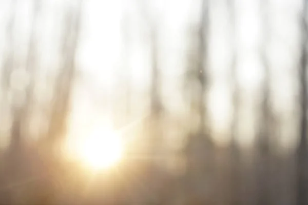Размытое Фото Отом Парк Лес Освещенный Солнцем Расслабленное Фото — стоковое фото