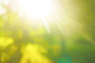 Parlak güneşin altında. Çimenli soyut doğal arkaplan. 