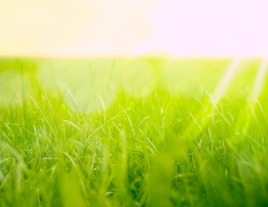 Yeşil çimen doğal arka plan. Bahar mevsimi. Seçici odaklanma. Yeşil çayır tarlasında güzel bir manzara. halka açık park.