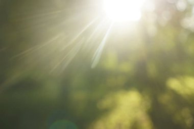 Parlak güneşin altında. Çimenli soyut doğal arkaplan. 