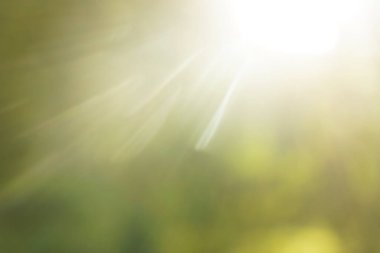 Parlak güneşin altında. Çimenli soyut doğal arkaplan. 