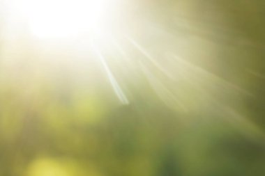 Parlak güneşin altında. Çimenli soyut doğal arkaplan. 