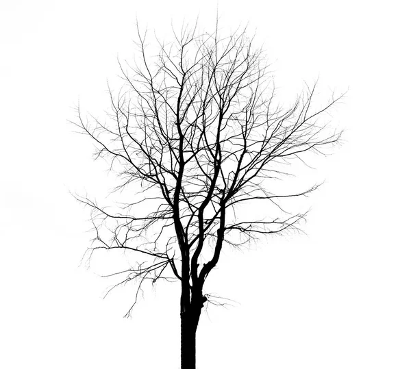 Silhouette Arbre Mort Isolé Sur Fond Blanc — Photo