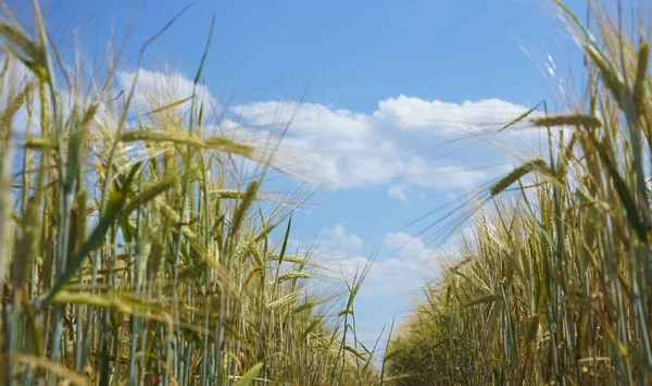 Пшеничное Поле Закрыть Пшеничные Уши — стоковое фото