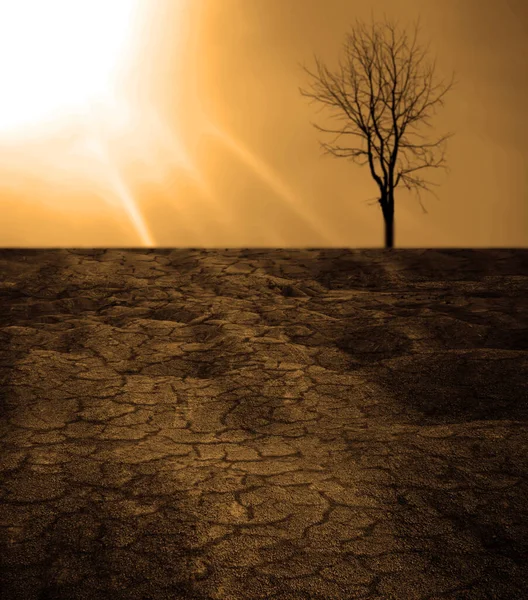 Background Image Dead Tree Global Warming Concept — Stock Photo, Image