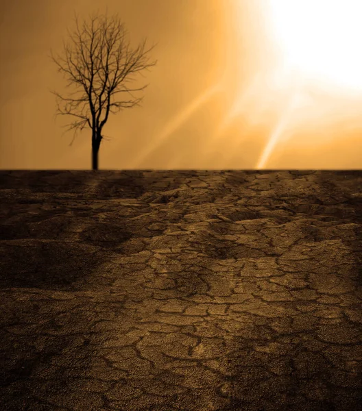 Imagem Fundo Árvore Morta Conceito Aquecimento Global — Fotografia de Stock