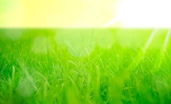 Πράσινο Γρασίδι Φυσικό Υπόβαθρο Άνοιξη Επιλεκτική Εστίαση Όμορφο Τοπίο Στο — Φωτογραφία Αρχείου