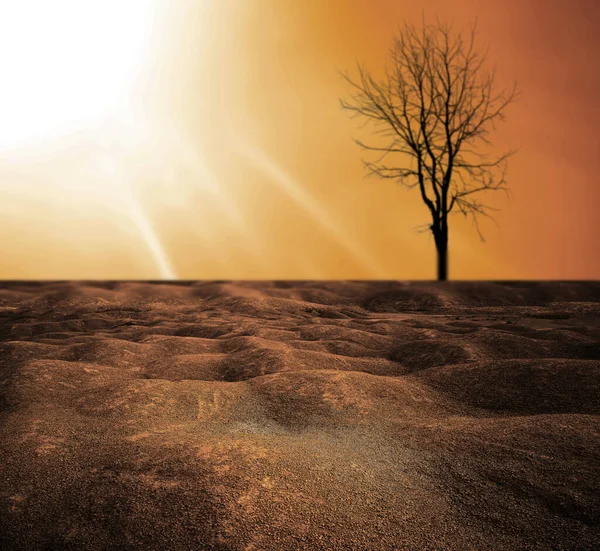 Obraz Tła Martwego Drzewa Koncepcja Globalnego Ocieplenia — Zdjęcie stockowe