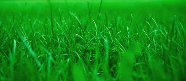 Green Grass Natural Background Springtime Season Selective Focus Beautiful Landscape — Stock Photo, Image