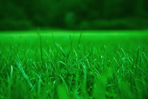 Green Grass Natural Background Springtime Season Selective Focus Beautiful Landscape — Stock Photo, Image