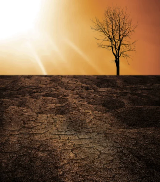 Background Image Dead Tree Global Warming Concept — Stock Photo, Image