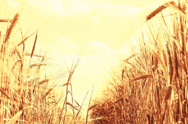 Buğday Tarlası Buğday Kulaklarını Kapat — Stok fotoğraf