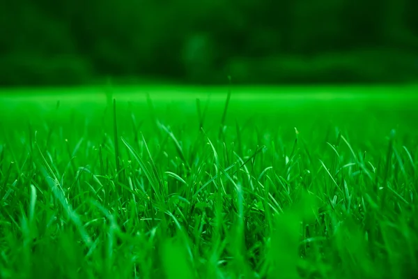 Grama Verde Fundo Natural Época Primavera Foco Seletivo Bela Paisagem — Fotografia de Stock