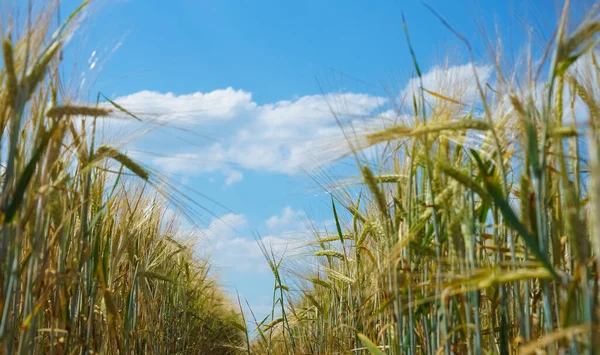 Пшеничное Поле Закрыть Пшеничные Уши — стоковое фото