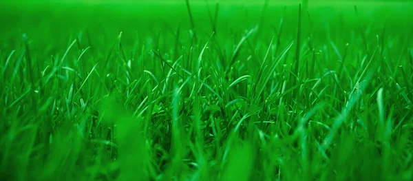 Green Grass Natural Background Springtime Season Selective Focus Beautiful Landscape — Stock Photo, Image