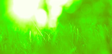 Yeşil çimen doğal arka plan. Bahar mevsimi. Seçici odaklanma. Yeşil çayır tarlasında güzel bir manzara. halka açık park.