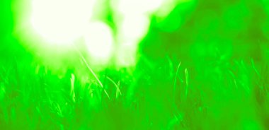 Yeşil çimen doğal arka plan. Bahar mevsimi. Seçici odaklanma. Yeşil çayır tarlasında güzel bir manzara. halka açık park.