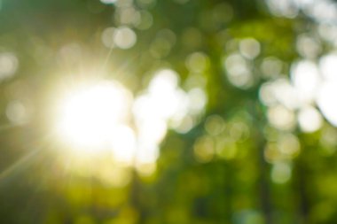 Güzel doğa yeşil Bokeh güneş ışığı soyut bulanık arkaplan,
