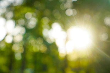 Güzel doğa yeşil Bokeh güneş ışığı soyut bulanık arkaplan,