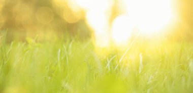 Bahar ormanındaki ağaçların arasında taze yeşil çimen.