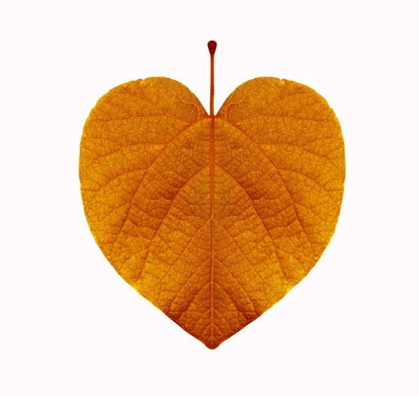 Een Herfst Gouden Blad Vorm Hart Sluit Het Beeld Geïsoleerd — Stockfoto