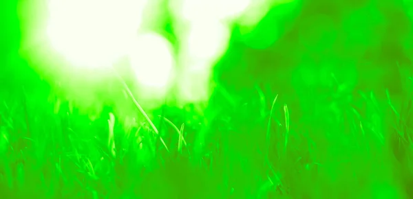 Grünes Gras Natürlichen Hintergrund Frühlingszeit Selektiver Fokus Schöne Landschaft Grünem — Stockfoto