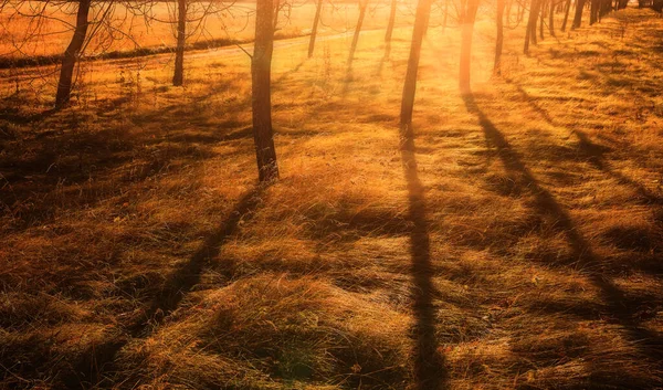 Soirée Ensoleillée Sur Prairie Sauvage Prairie Dorée Avec Lumière Soleil — Photo