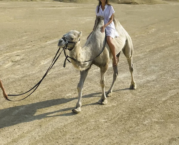 Καυκάσιος Κορίτσι Καμήλα Στο Sands Της Δυτικής Σαχάρας Έρημο Μαρόκο — Φωτογραφία Αρχείου