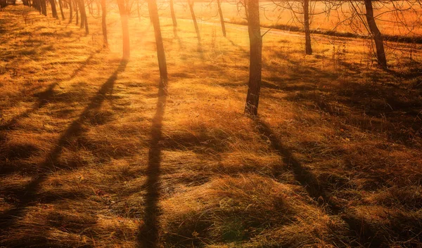 Aurinkoinen Ilta Villillä Niityllä Kultainen Niitty Kirkkaalla Auringonvalolla — kuvapankkivalokuva