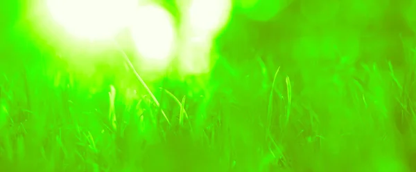 緑の草の自然な背景 春の季節だ 選択的集中 緑の芝生の牧草地のフィールドで美しい風景 — ストック写真
