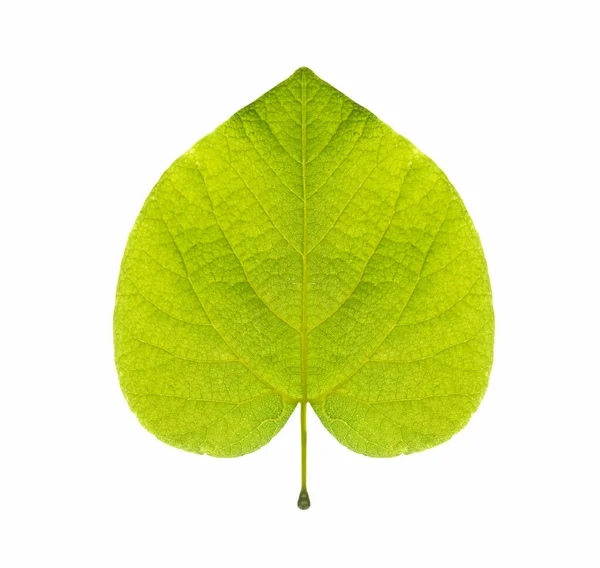 One Green Leaf Shape Heart Close Image Isolated White Background — Stock Photo, Image